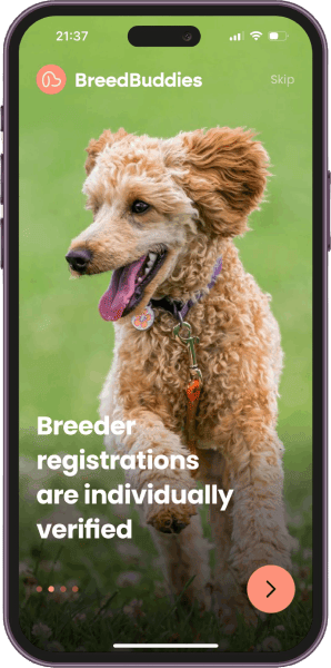 BreedBuddies App interface showing a happy curly-haired dog running on grass with the tagline 'Breeder registrations are individually verified' displayed on the screen