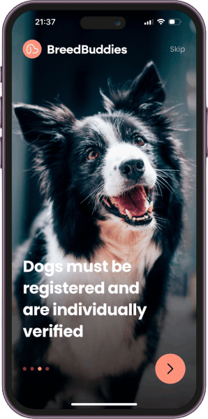 BreedBuddies App interface showing a smiling black and white Border Collie with the tagline 'Dogs must be registered and are individually verified' displayed on the screen