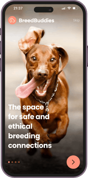 BreedBuddies App interface showing a happy brown dog running towards the camera with the tagline 'The space for safe and ethical breeding connections' displayed on the screen