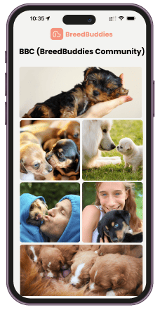 BreedBuddies app screen displaying the BreedBuddies Community (BBC) with a grid of cute puppy photos and a hand holding a small puppy at the top
