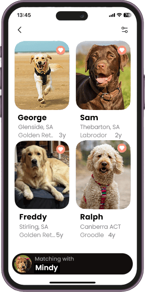 Check out your liked list, compare their stats, their smiles, and their 'paw-sonalities' to see who truly steals her heart. BreedBuddies app screen showing a list of liked dogs, including George, Sam, Freddy, and Ralph, with photos, names, breeds, and ages displayed. A matching notification with 'Mindy' is visible at the bottom