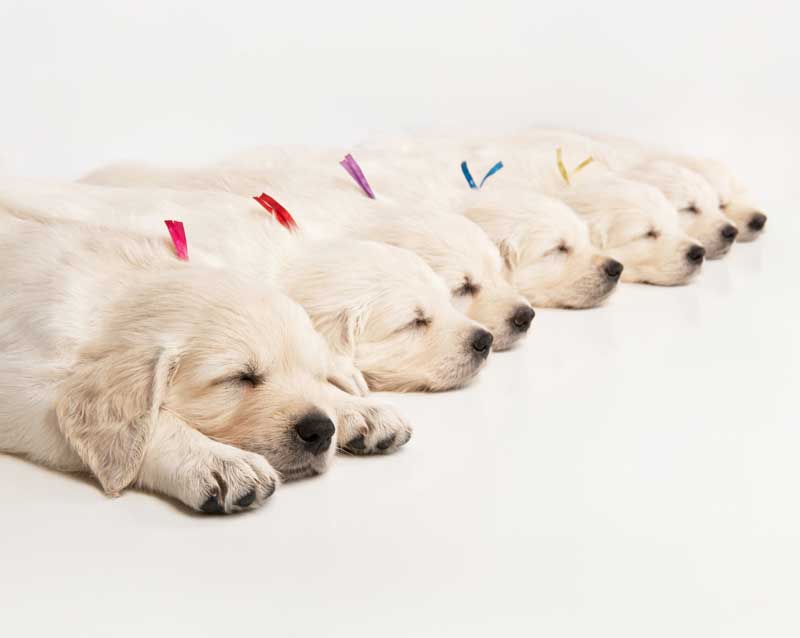 Puppies with different coloured tags
