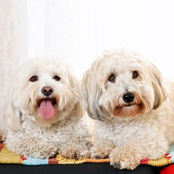 Two fluffy, hypoallergenic dogs sitting together, ideal for ethical breeding and pet lovers