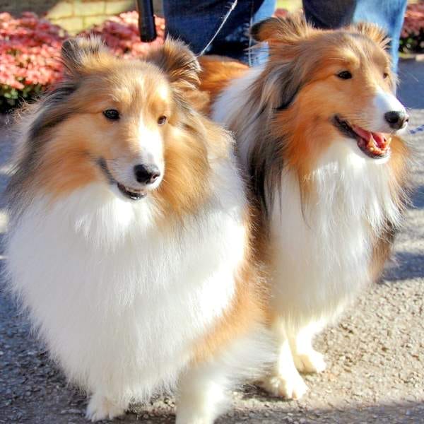 Two beautiful Shetland Sheepdogs with thick, golden and white coats – quality breeding for happy, healthy puppies