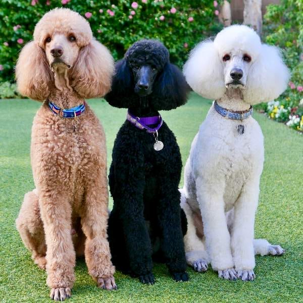 Three elegant Standard Poodles in apricot, black, and white coats sitting on a well-manicured lawn – premium Poodle breeding for intelligent and graceful companions