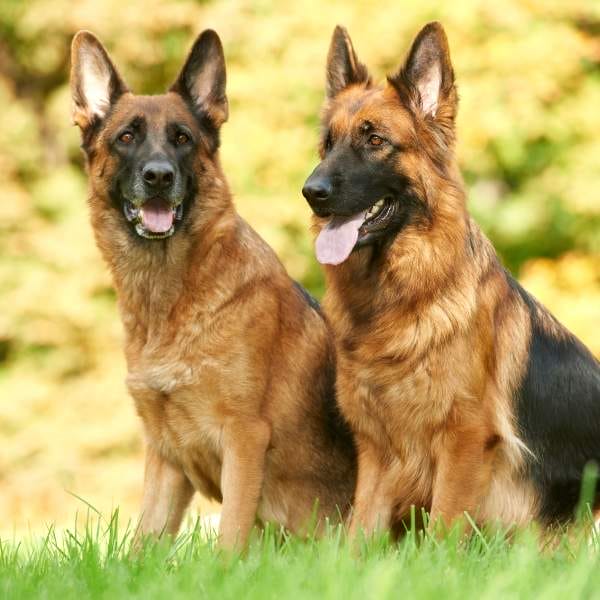 Two majestic German Shepherds sitting on a grassy lawn with golden foliage in the background – top-quality German Shepherd breeding for loyal and protective companions