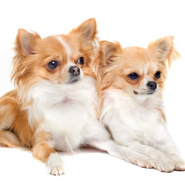 Two long-haired Chihuahuas with golden and white coats lying side by side – expert Chihuahua breeding for adorable and affectionate companions
