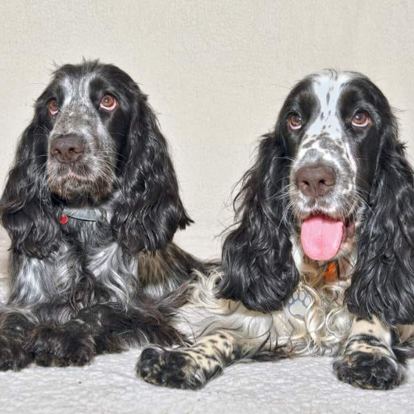 Two English Cocker Spaniels with black and white coats lying side by side – top-quality Cocker Spaniel breeding for loyal and affectionate pets