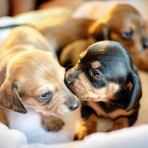 A group of newborn puppies