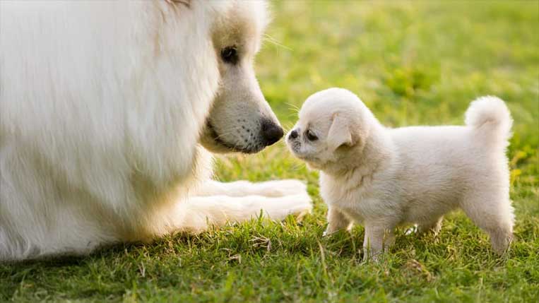 False advertising in dog breeding - unexpected mixed-breed puppies delivered