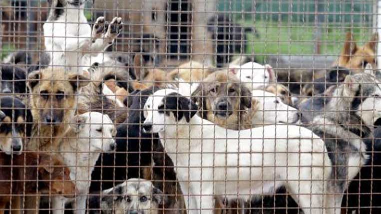 Dogs suffering in tight cages due to unethical breeding conditions