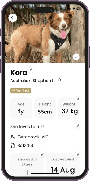 BreedBuddies App screen displaying Kora, a 4-year-old Australian Shepherd, verified profile with details including height (55 cm), weight (32 kg), location (Gembrook, VIC), successful litters (1), and last vet visit (14 Aug)