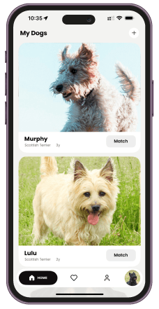 BreedBuddies App showing My Dogs - Murphy and Lulu