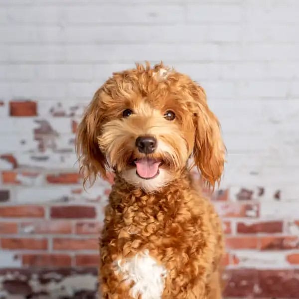 A happy brown and white curly-haired dog with a white patch on its chest, standing in front of a rustic brick and white-painted wall