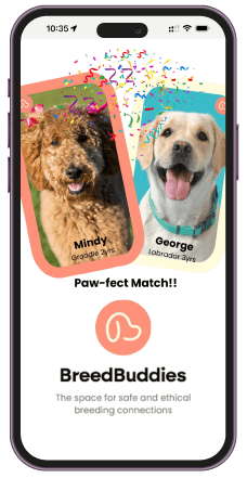 BreedBuddies app screen showing a 'Paw-fect Match' with confetti above profile cards of Mindy (2-year-old Groodle) and George (3-year-old Labrador), along with the BreedBuddies logo and tagline