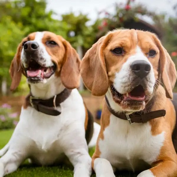 Two healthy Beagle dogs in a garden, ideal for breeding