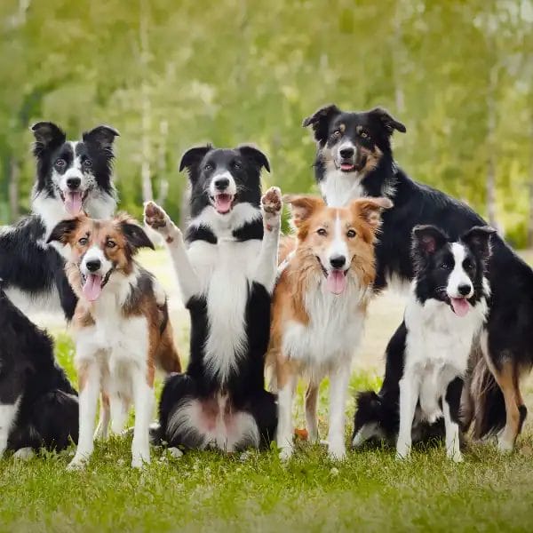 A group of happy Border Collie dogs in a green field, ideal for breeding