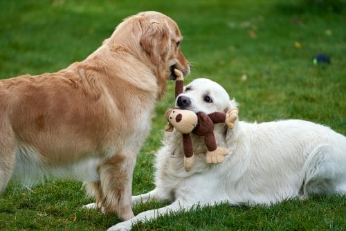 Two golden retrievers playing with toys