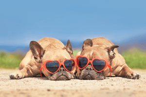 Two dogs wearing red sunglasses shaped like a love heart