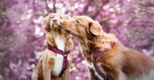 Ethical Breeding Doesn't Have to Cost an Arm and a Paw