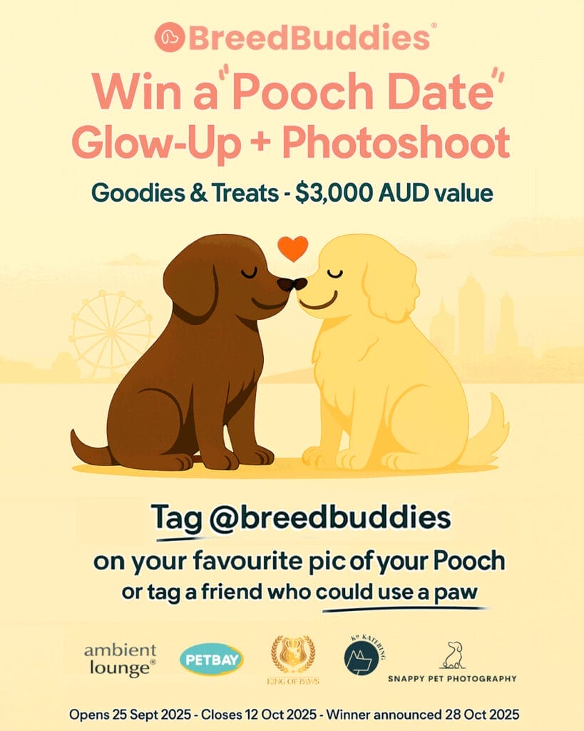 Win a Pooch Date Glow-Up and Photoshoot