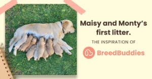 Maisy and Monty's First Litter - The inspiration of BreedBuddies